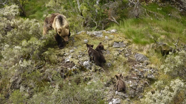 Ganaderos asturianos piden medidas contra los osos y lobos y niegan que estén en peligro de extinción