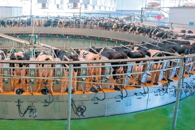 Esta noria giratoria es lo último en granjas lecheras. Las más grandes pueden ordeñar más de 100 vacas a la vez