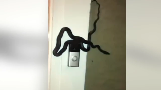 Una enorme serpiente toca el timbre de una casa hasta que la atienden