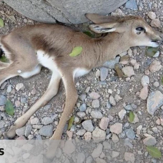 El CSIC denuncia la muerte de gacelas en peligro de extinción por un festival que la alcaldesa de Almería no quiso reubicar