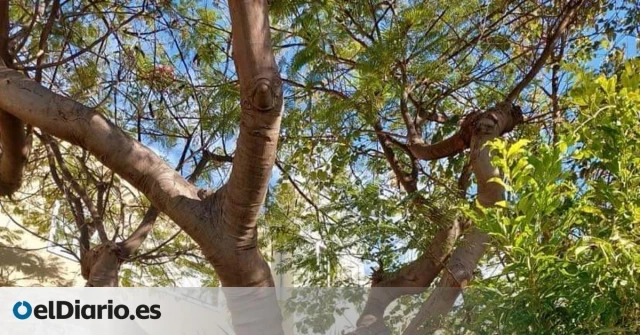 El Ayuntamiento de Santa Cruz de Tenerife paraliza la polémica tala de dos árboles a la espera de un nuevo informe