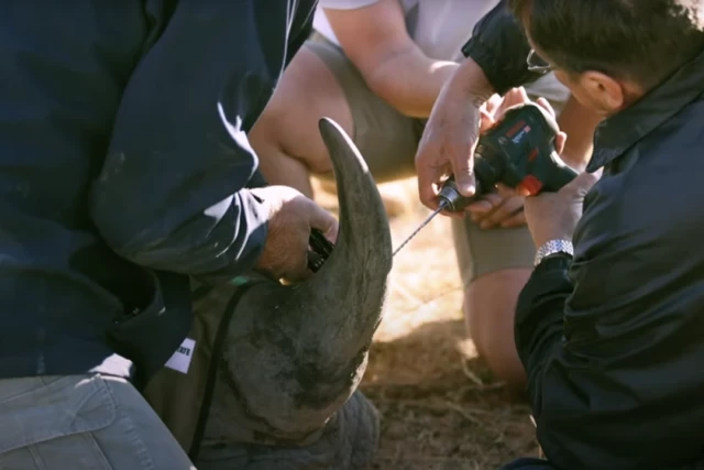 Están inyectando material radiactivo en cuernos de rinoceronte vivos para que dejen de consumirlos