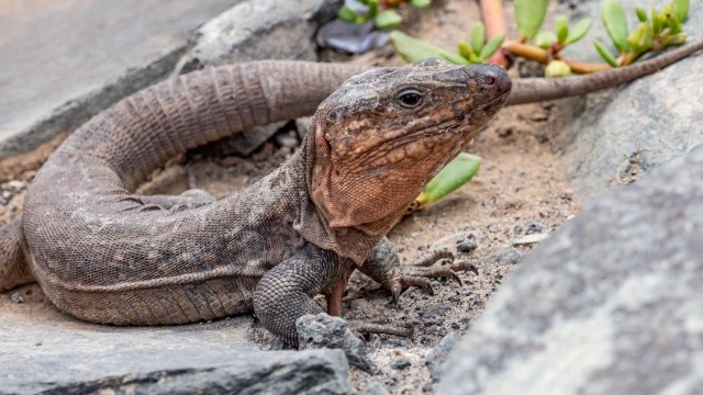 El lagarto gigante de Gran Canaria entra en peligro crítico de extinción por la amenaza de la culebra de California