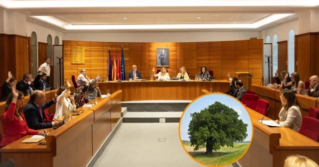 El Ayuntamiento más ‘rico’ de España sigue crujiendo a multas a sus vecinos VIP por talar árboles sin permiso: 157.000 euros a un prestigioso dentista