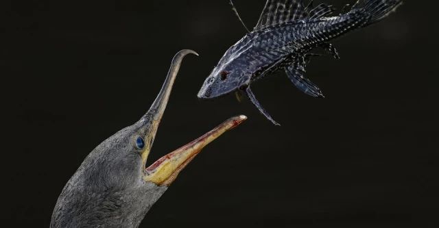Selecciones del Top 100 de los Premios Audubon de Fotografía 2024 (25 fotos) [ENG]