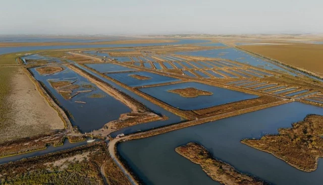 Una ONG devuelve la vida a 30 hectáreas de las marismas del Guadalquivir y de la Doñana gaditana