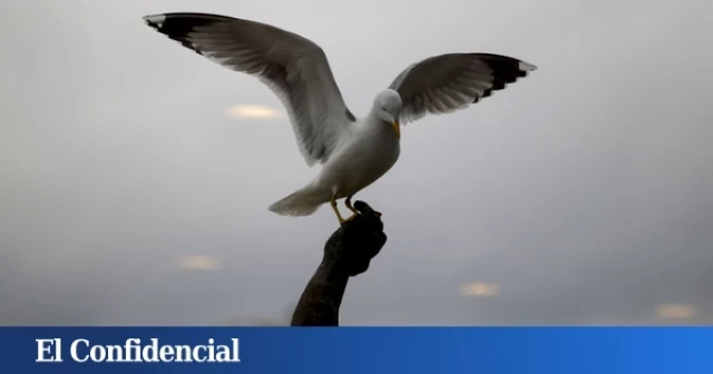 Detectado el segundo foco de gripe aviar en Galicia este año: una gaviota en O Grove (Pontevedra)