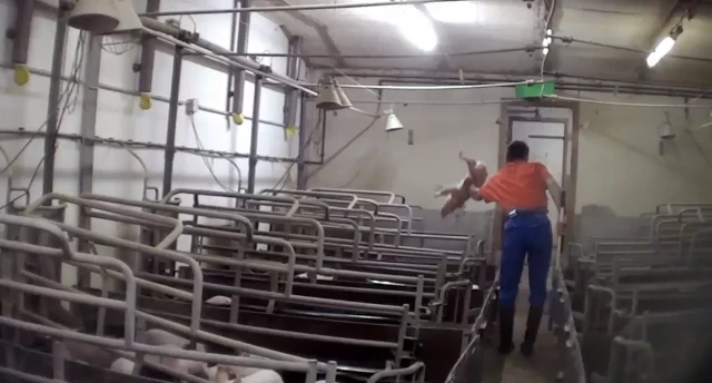 Cortes en la garganta, mutilaciones y golpes hasta la muerte: tortura animal en el mayor criador de cerdos de Alemania