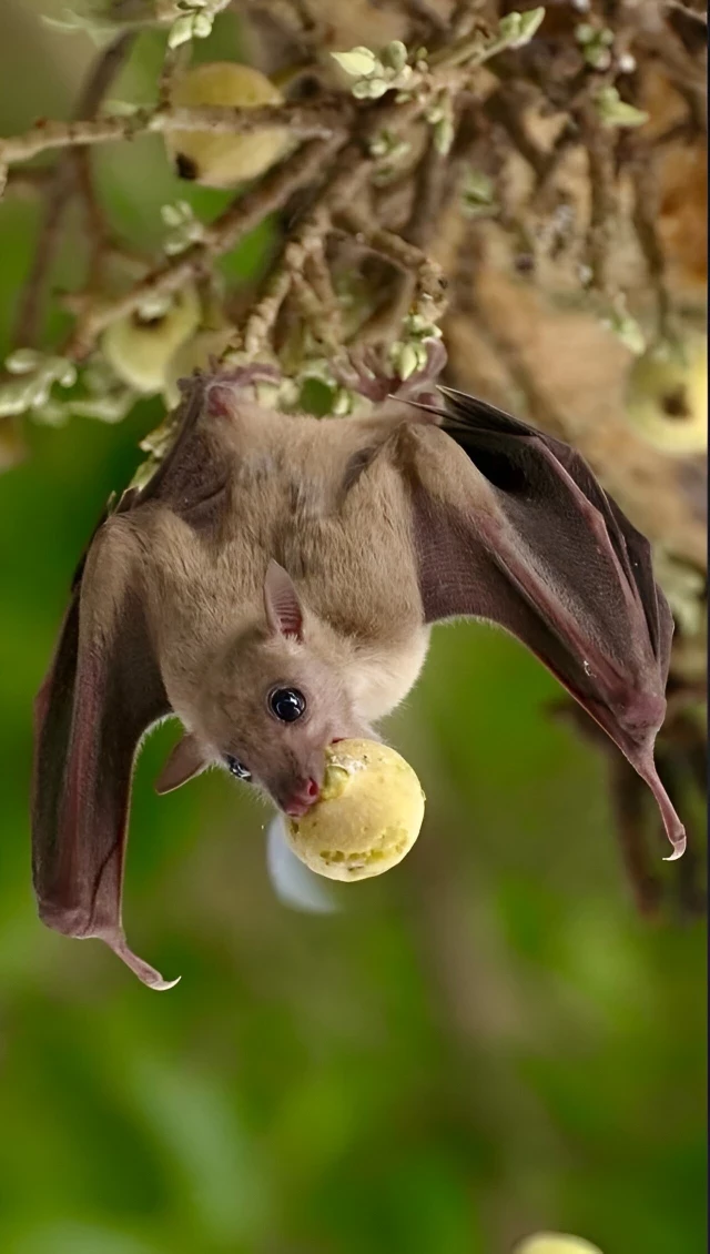 Se descubre que los murciélagos salvajes poseen altas capacidades cognitivas que antes se consideraban exclusivas de los humanos (eng)