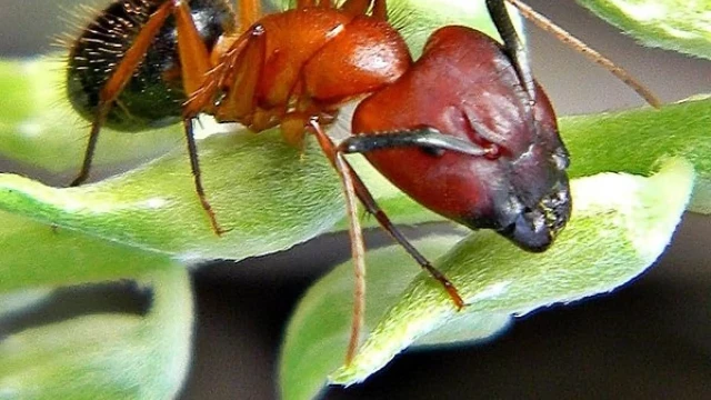 Las hormigas carpinteras tienen 'cirujanas' que les tratan las heridas