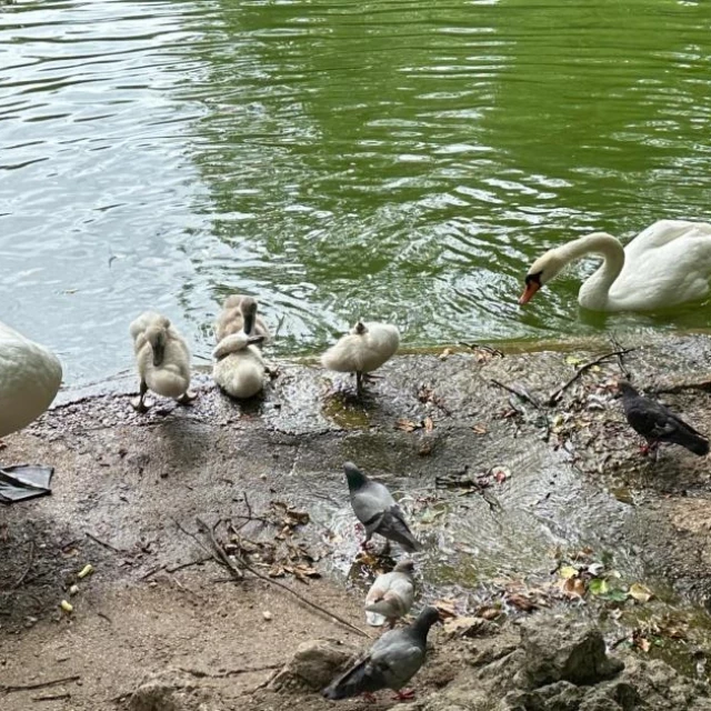 El Ayuntamiento de Valladolid denuncia ante la policía la desaparición de los cisnes de Campo Grande