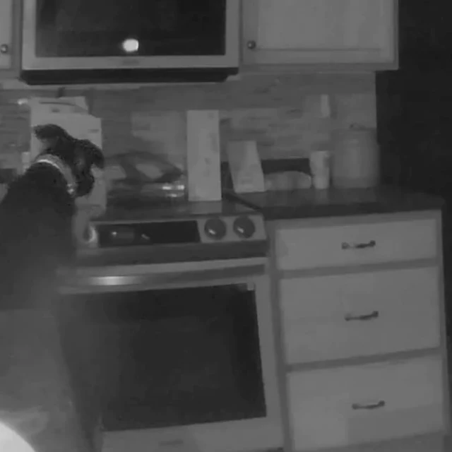 Un perro enciende por error la vitrocerámica de su casa y acaba provocando un incendio mientras sus dueños dormían