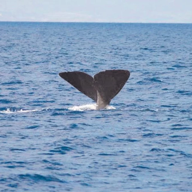 La ruta de los gigantes: enormes ballenas surcan los mares de la Región en verano