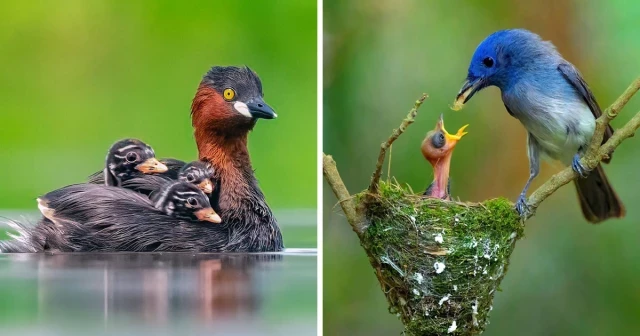 El fotógrafo de naturaleza Kalyan Acharya captura increíbles fotos de aves en los bosques indios (30 fotos) [ENG]