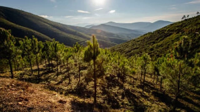 Plantar un árbol, absorber 200 kg de CO2: los bosques creados para capturar emisiones cubren ya 17.000 hectáreas en España