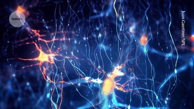 Mapa cerebral ultradetallado muestra neuronas que codifican palabras [ENG]
