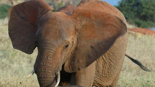 Muere un turista español pisoteado por un elefante en Sudáfrica