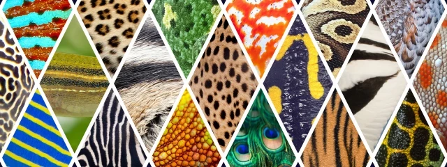 Manchas, rayas y más: descubriendo la lógica de los patrones animales