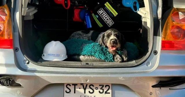 El increíble olfato de Suki, la primera perra detectora de fugas de agua potable de América Latina