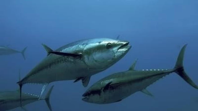 La Audiencia Nacional juzga a la mafia del atún: un "peligro para la salud pública" que reporta "cuantiosos" beneficios