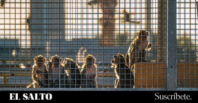 Los 114 macacos que salieron de Vietnam para ser sacrificados en Barcelona por un brote de tuberculosis