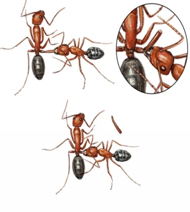 Hormigas que amputan patas para evitar infecciones