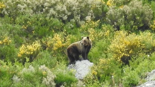 Un oso pardo visita las Merindades y causa daños de 9.000 euros en decenas de colmenas