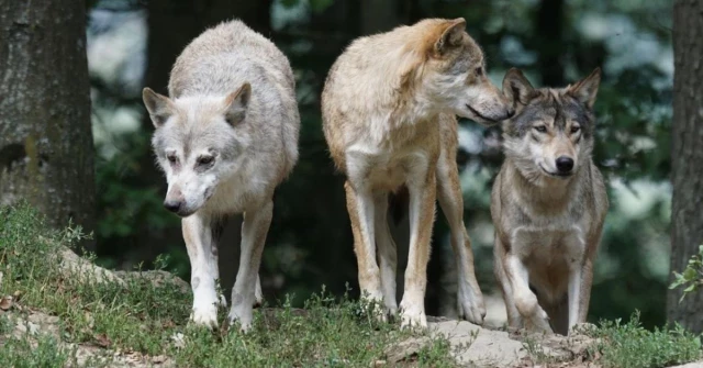La justicia europea avala la prohibición de la caza del lobo sin excepciones