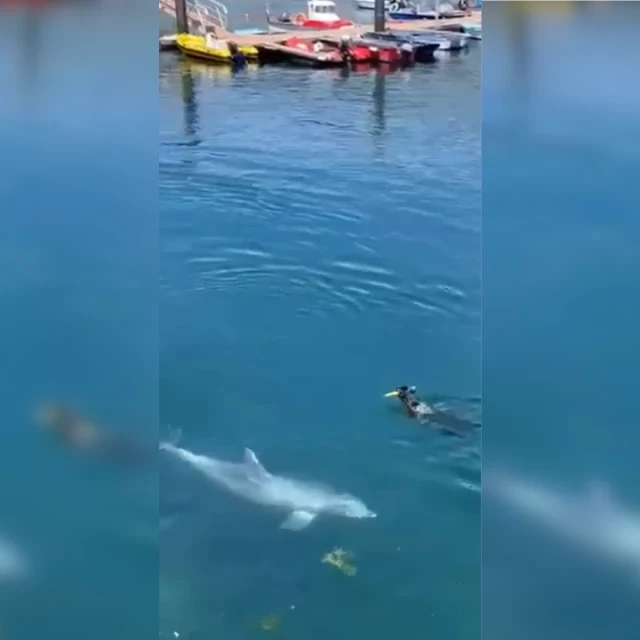 El delfín Manoliño se muda a Corcubión y ya juega con perros de los vecinos