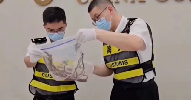 Un hombre fue detenido por intentar contrabandear a China más de 100 serpientes vivas en sus pantalones