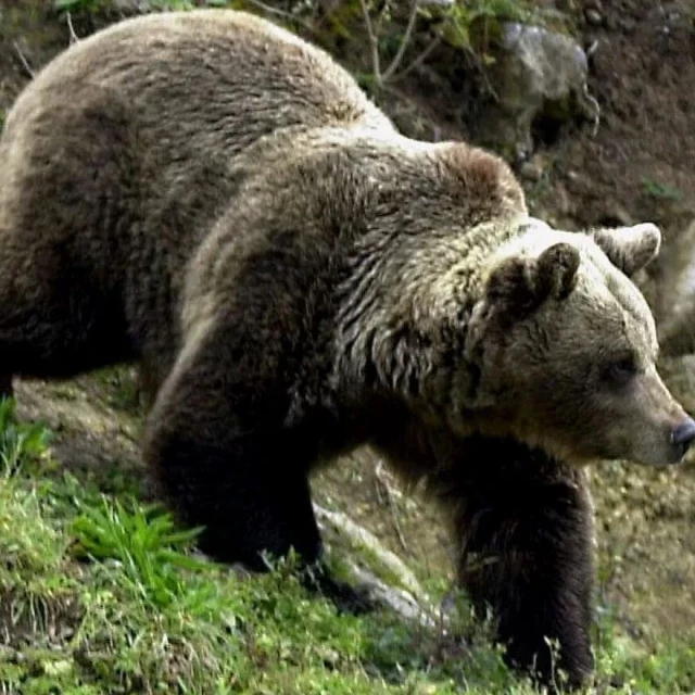 Un oso mata a una senderista de 19 años después de arrastrarla de una pierna hacia una gruta