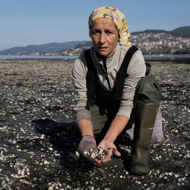 ¿Por qué se muere el marisco en las rías gallegas? Los expertos buscan una explicación