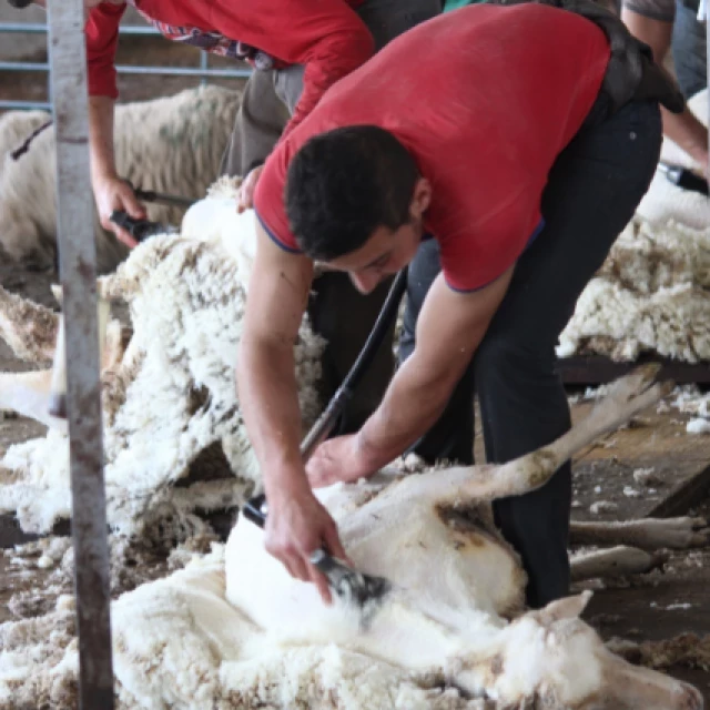 La DGA ofrece servicio gratuito de recogida de lana sin salida a los ganaderos de ovino