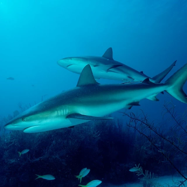La misión científica para salvar a los tiburones
