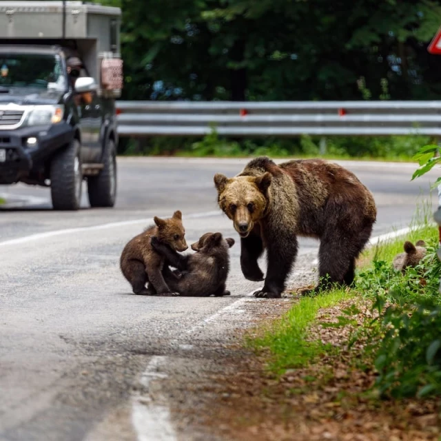 Rumania da vía libre a la caza de 426 osos tras el ataque a una senderista