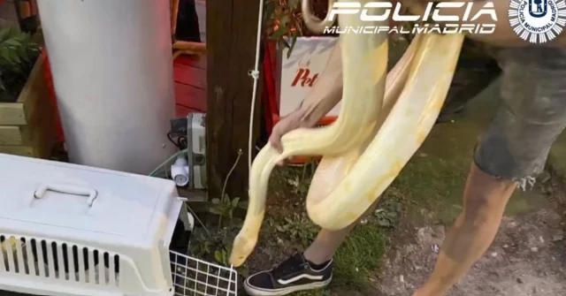 Inmovilizan una serpiente de 16 kilos que utilizaban de animación en una terraza de Madrid