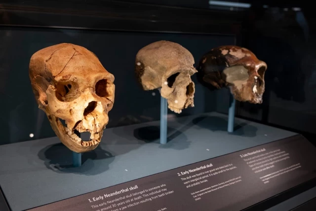 Más misteriosos que los neandertales, los denisovanos tienen la clave de la humanidad