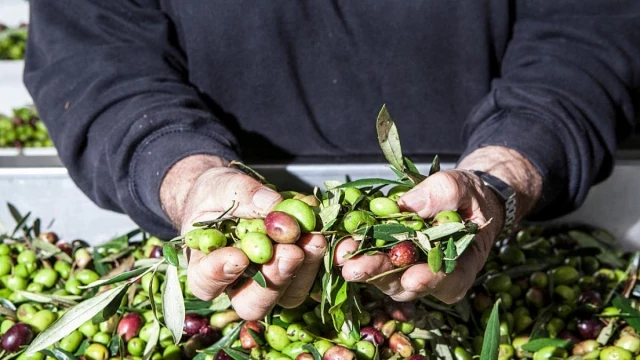 El desconocido sector que se está forrando en el caos del aceite de oliva