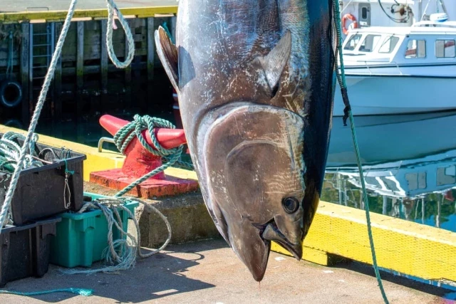 Cepesca pide firmeza en el proceso judicial por la trama del atún rojo ilegal