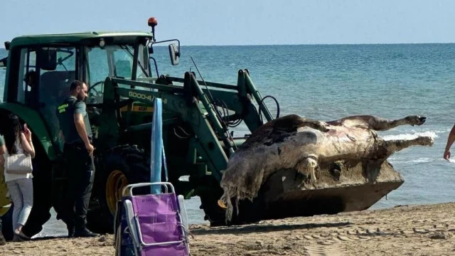 Aparece un toro muerto flotando en una playa de Torreblanca | Castellón