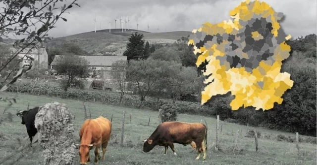 Galicia, el país del medio millón de vacas: en 66 municipios ya hay más animales que personas