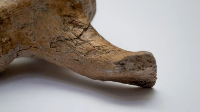 Hallan en la provincia de Buenos Aires restos de un gliptodonte con marcas de origen humano que replantean las hipótesis sobre el poblamiento de América