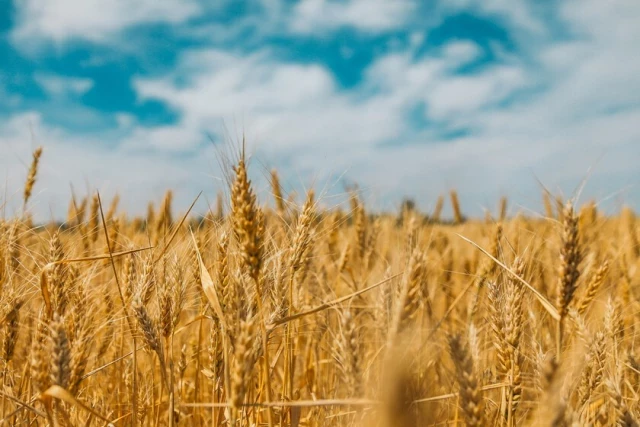 Hace 100 años, un genetista recorrió el mundo en busca de cereales. Hoy es una "mina de oro" para el futuro de la agricultura