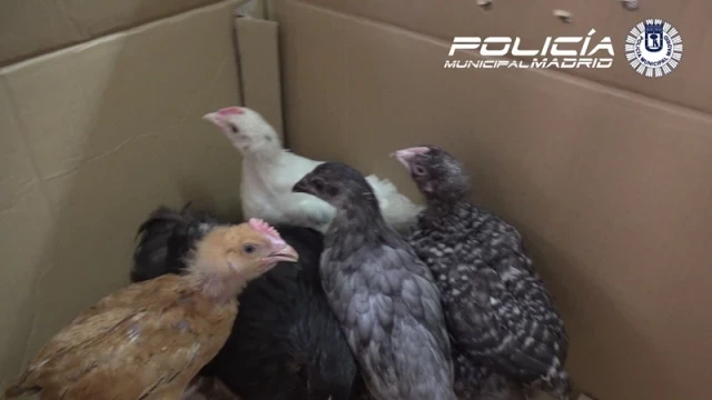 Rescatadas varias aves que iban a ser sacrificadas en un ritual de santería en Madrid