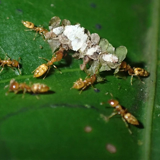 De hormigas y árboles: un 'déjà vu' evolutivo en la selva tropical (eng)