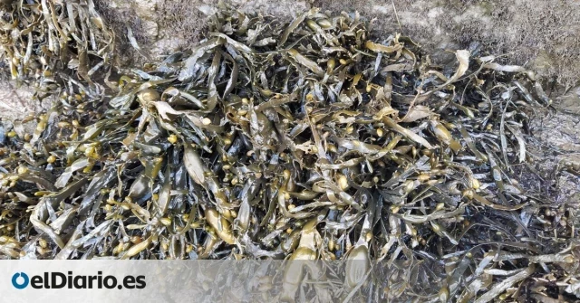 Los expertos alertan de la desaparición de los lechos de algas del Cantábrico: “Se preocupa quien quiera preocuparse”