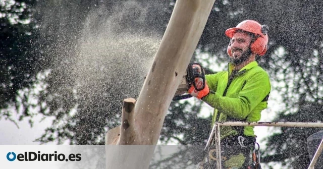 Ayuso cambia la ley que protege los árboles en Madrid: podrán ser talados a cambio de dinero y no de replantaciones