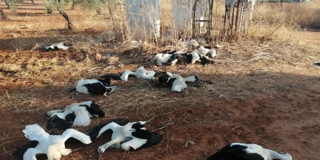 Aparecen muertas 19 cigüeñas blancas junto a una instalación eléctrica