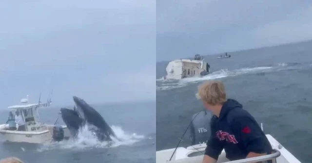 Enorme ballena embiste y hunde pesquero en Portsmouth