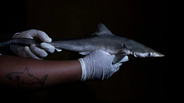Estos tiburones de Brasil tenían cocaína, ¿cómo la han ingerido?